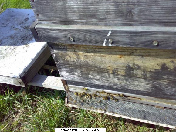 salutari apicultori crescut frecventa aport polen albine minut ... schimbat reductorul urdinis