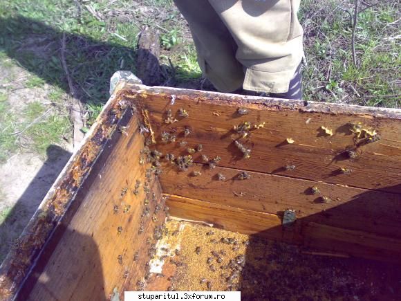 salutari apicultori treminat curatzenia lazile din pavilion ajutorul mi-a zis fac poza polen din