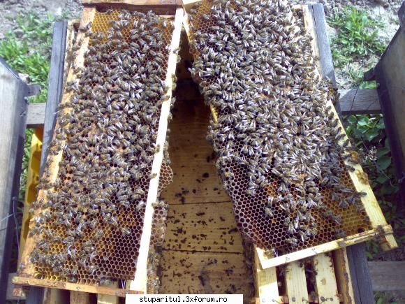 salutari apicultori azi largit cuiburile jumate din stupina. doar fam aveau nevoie desi asteptam fie