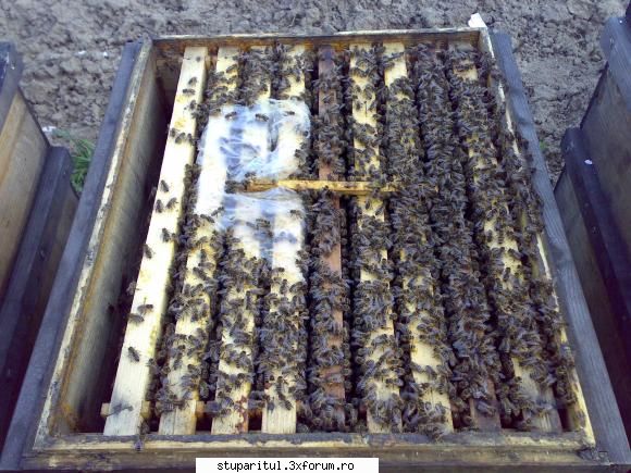 salutari apicultori alta familie