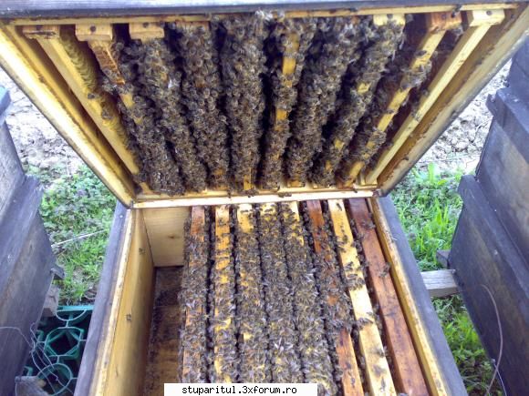 salutari apicultori da' le-am prins