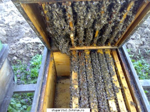 salutari apicultori catul la 
