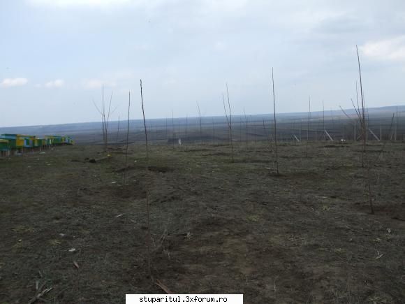 stupina lui lucian aceasta primavara s-au plantat peste 1000de pomi.