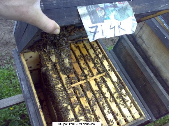 salutari apicultori pt. fetele si-au luat munca serios s-au apucat cladeasca fagurei sub site sub