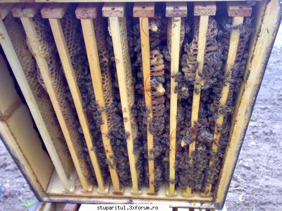 salutari apicultori avantajul desfacerii caturilor, vad cuibul mijlocul lui ... asta are botci