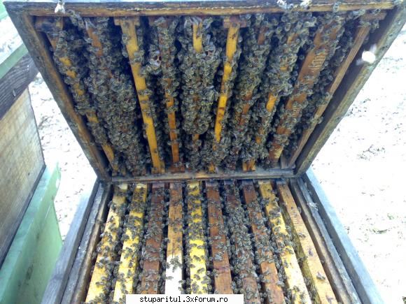 salutari apicultori inversarea caturilor fam. daca lazi rame/cat, care evolutia referitor frigurile