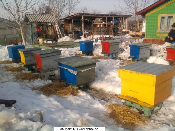 cum poate face nutarea unei familii albine? da, in  prima poza stupi asezati fata casei,a doua