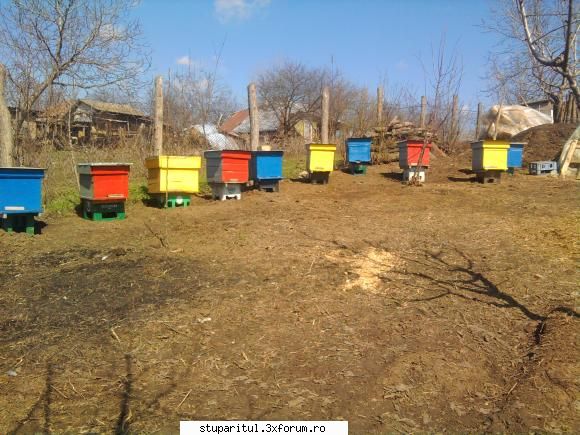 cum poate face nutarea unei familii albine?     sincer vazut scadere nici fost nevoie