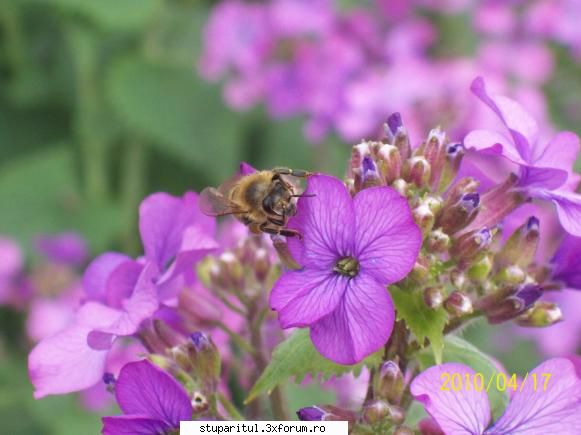 foarte cautata albine alte poze planta