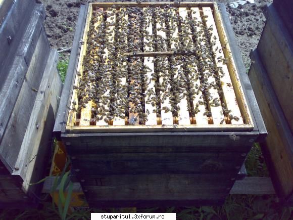 salutari apicultori familie care iernat intervale ocupate pus catul iii doua saptamani urma ...