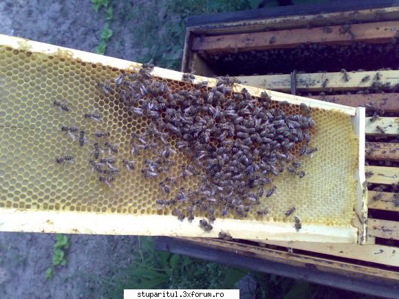 salutari apicultori rama 2-a, care trebui fie plin pastura ceva miere din alta fam.
