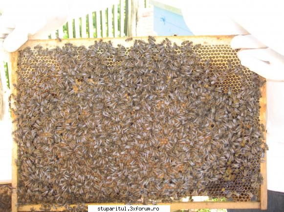 concurs rame puiet rama puiet vede totalitate din cauza albinelor din pacate.