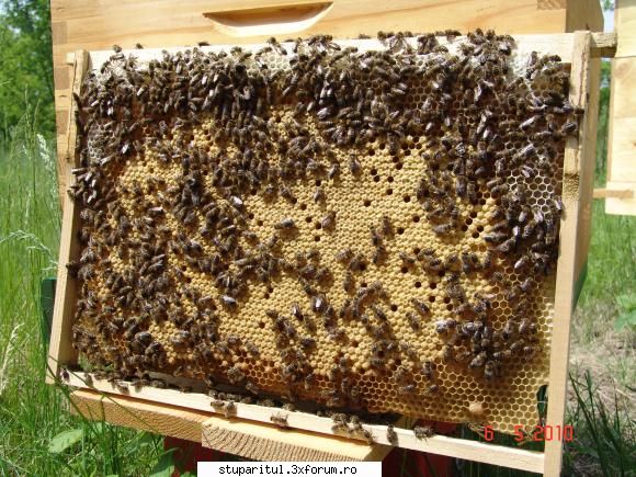 sub masca apicola ramă anul ăsta, mine şi catre albine