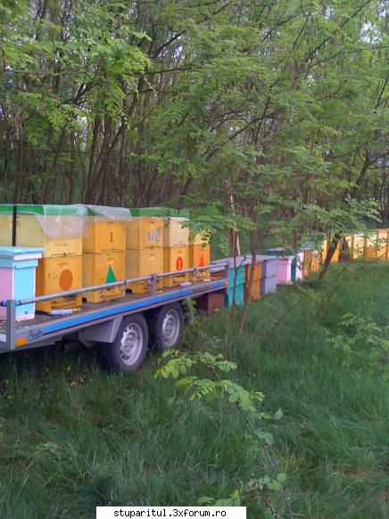 stupina maramures inceput salcamul zona carei !ieri dimineatza ajuns stupii salcam satul horea. era