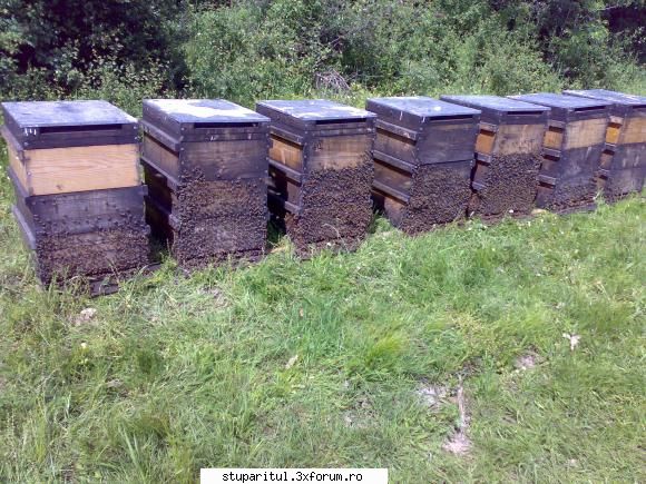 salutari apicultori romikele vede mna gospodar, să măcar ct vor ţine tine nea