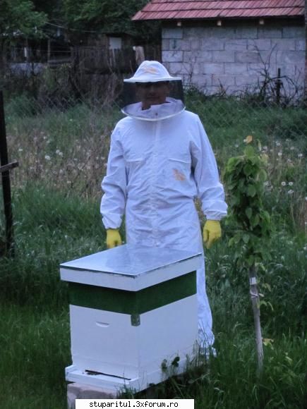 intrebare stuparit stiu nimic despre albine janese, ale tale stau casa etaj, harnice