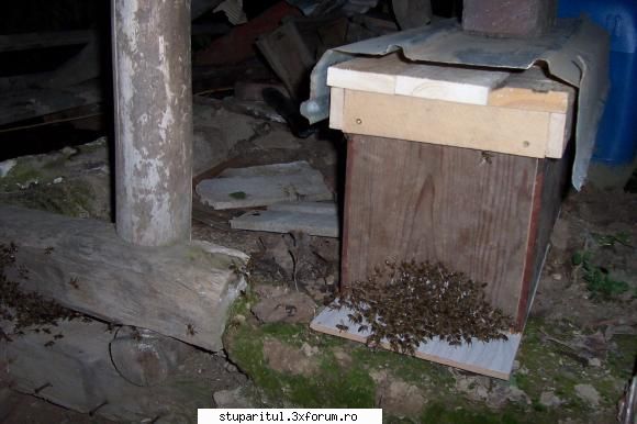 recuperare roi din scorbura seara, vechiul inca mai erau cateva zeci albine, cautarea casei. final,