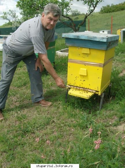cum imi stimulez albinele sa-mi umple caturile miere? sunt tnar stupar, ani şi sunt din  