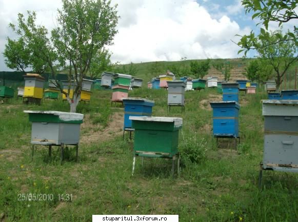 cum imi stimulez albinele sa-mi umple caturile miere? domnule janese mi cer scuze pentru postarea