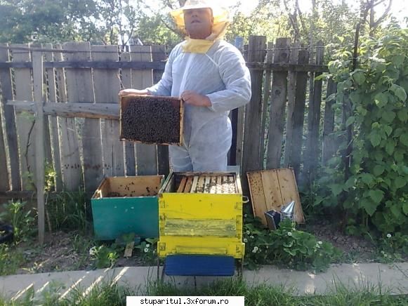 victor scarlat familiile albine mutare din stup mic stup "cu