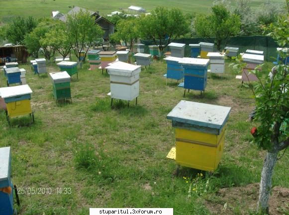 cum imi stimulez albinele sa-mi umple caturile miere? altă poza