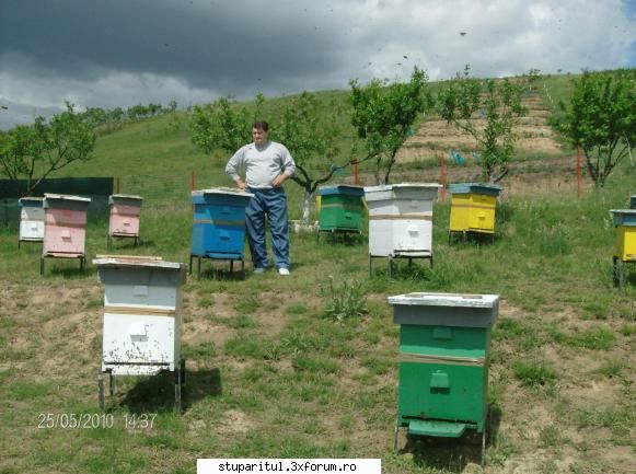 cum imi stimulez albinele sa-mi umple caturile miere? apicultor