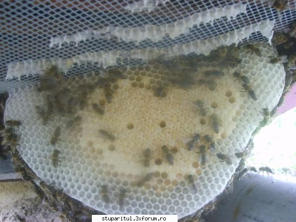 poza 2 fund antivaroa