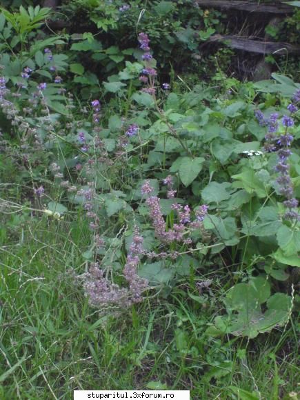 noua mea stupina planta este aceasta? remarcat albinele vizitau 7-8 seara unde culegeau polen!!o