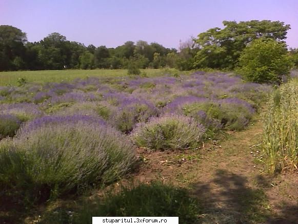 proapi lavanda bucuresti