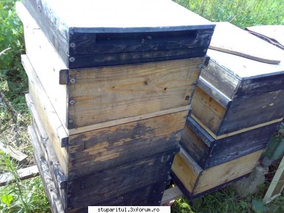stup vertical locul catului miere albinele din el, pus catul schimb, echipat rame iar peste