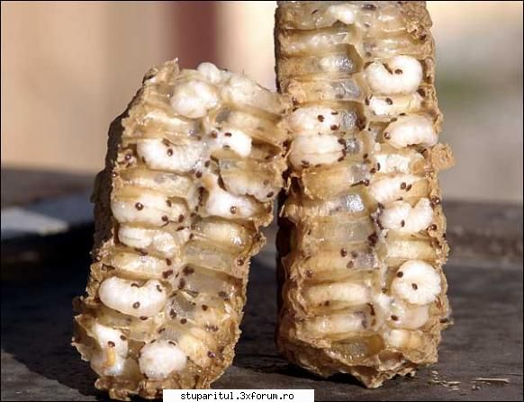 albine bolnave urgent tratament varachet .urmaresti cade albina zile repeti infestare masiva