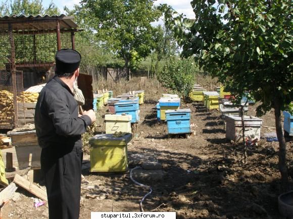 stupina inundatii stupina dupa potop