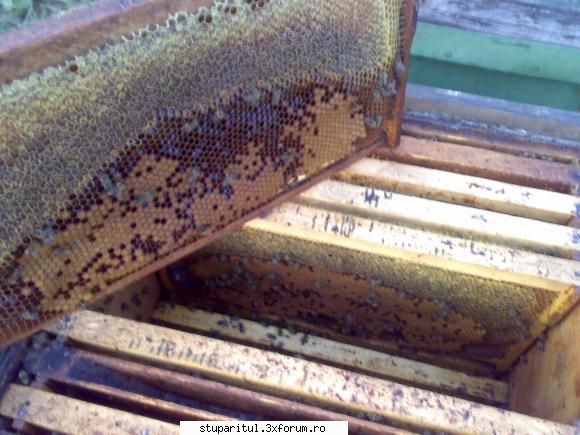 salutari apicultori deschis stupul cam putzine albine inauntru, cel mult treime din fam. 