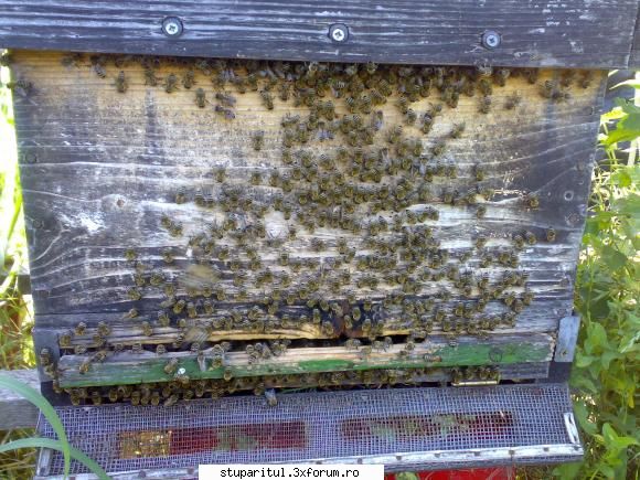 salutari apicultori uite faceau altele nea gica ... astea alt scop, curatzenia ... intampine
