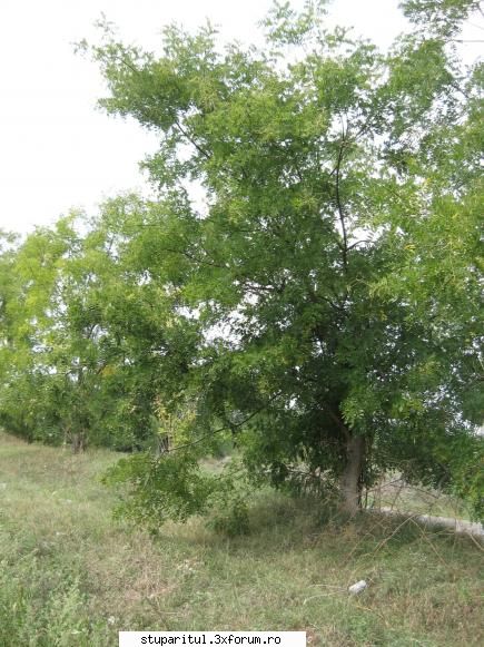 salcam galben cand ocazia, trimite cateva poze acei salcami. din descriere aseamana destul mult