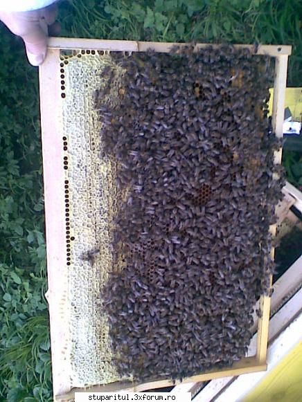 primul stup inspectat astazi constatat langa multa miere care strans mai este mult puiet; dau