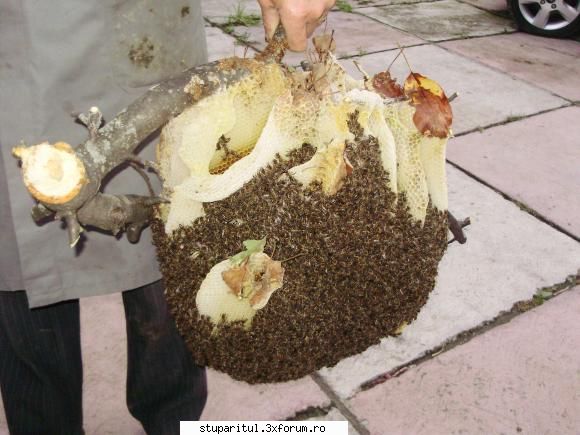 poza inedite familie albine recupereta septembrie 2010.din aer liber