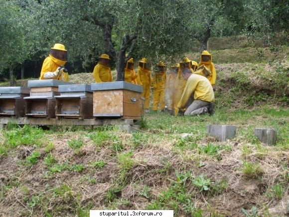 catre stupul tehnica maximus alta