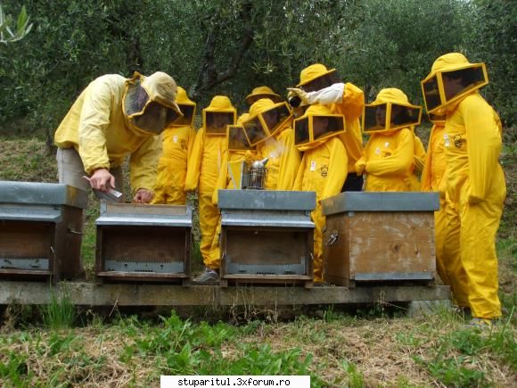 alta catre stupul si tehnica 