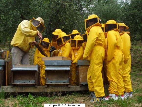 catre stupul tehnica maximus alta