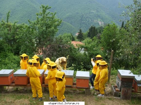 catre stupul tehnica maximus alta