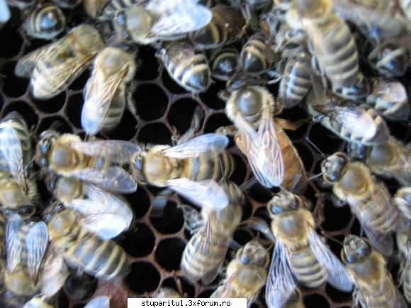 albine italiene obombo culoare. exista albine galbene italia, sau cel putin auzit existe nici n-am