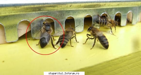 1001 intrebari incepator acum intrebare: este albinele care arata cea marcata din imaginea mai jos?