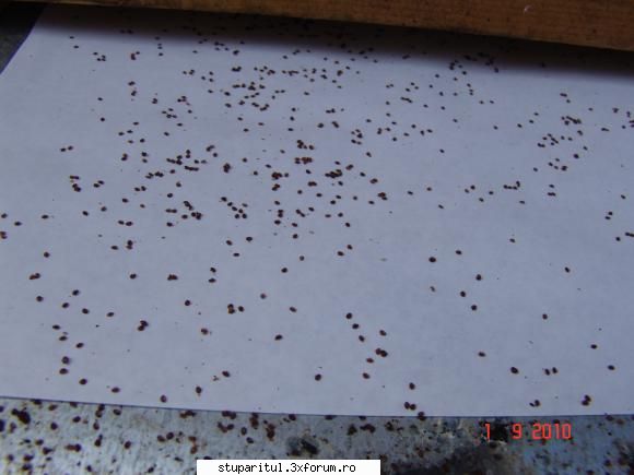 fund antivaroa romikele are influenta asupra varroa.la stupii foarte bine ventilati gasit niciodata