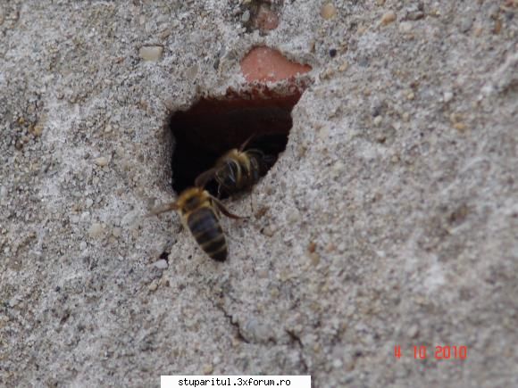 familii albine stabilite diverse locuri perete: