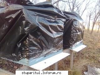 o poza cu    iernarea stupilor 