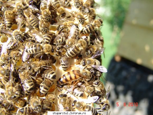 rase albine poze avut şi una mai odată roi) şi albinele erau mai nchise culoare