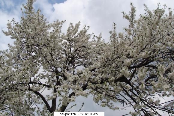 vrea mi-as dori prin pozele din mi-a sarit ochi .un corcodus marginea curtii.