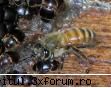noul dezastru apicol mondial dupa tumida deja face ravagii portugalia spania