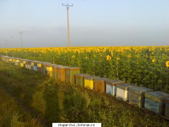 ciptheman uite una aici, gata pastoral rulota oferta destul mare vad daca gasesc banii pentru iti